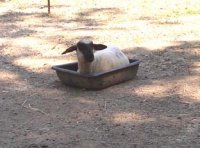 lanny in the feed tub.jpg