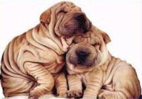 wrinkle dogs.jpg