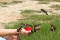 Hand feeding hummingbirds.jpg