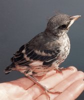 mockingbird fledgling.jpg