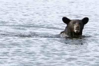 Lake Anna bear 7.6.07.jpg