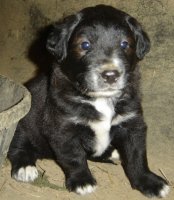 Puppy 8--10-07.JPG