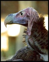 vulture.jpg