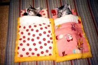 cat_sleeping_bags.jpg