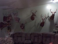 Deer wall.jpg