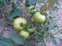 tomatoes1.JPG