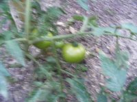 tomatoes3.JPG