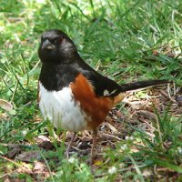 TOWHEE.jpg