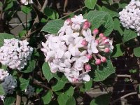 viburnum%20_carlesii_aurora.jpg