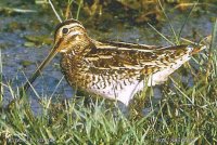 Pintail Snipe.jpg