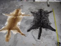 cat rugs.jpg