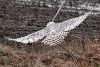 snowy owl flight.jpg