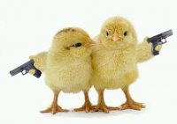 chicks with guns.jpg