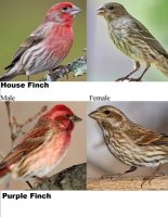 House finch v Purple Finch.jpg