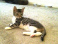 9mo_old_kitten_20120925_160431.jpg