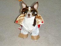 dog_elvis.jpg