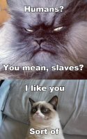 grumpy cat slaves.jpg