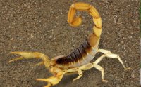 img_scorpion_325.jpg