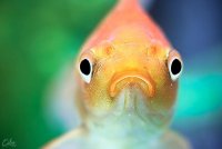 blur-deviantart-eibo-jeddah-fish-goldfish-Favim_com-179255.jpg