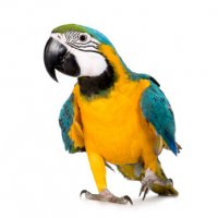 parrot3.jpg
