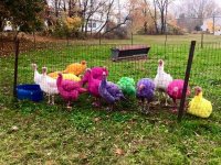 600x450xcolored-turkeys-Gozzi-Farm-600x450.jpg
