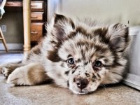 AUSTRALIAN SHEPHERD POMERANIAN.jpg