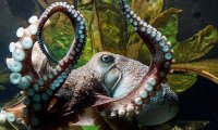 octopus 1.jpg