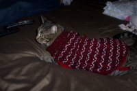timon sweater bed2.jpg