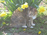 Cleo in the Daffodils 011_1.jpg