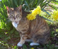 Cleo in the Daffodils 009.jpg