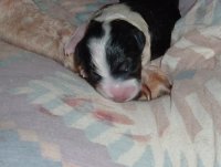 puppie pics 007.jpg