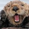 Otter