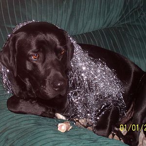 Christmas 2004 My tinsle dog