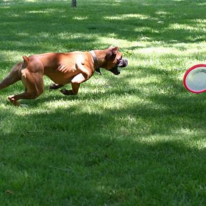 Chasing frisbee