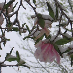 Star Magnolia --in the snow