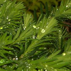Yew in the Rain