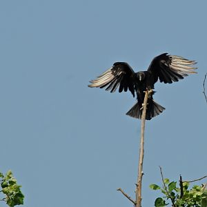 Eagle Wannabee