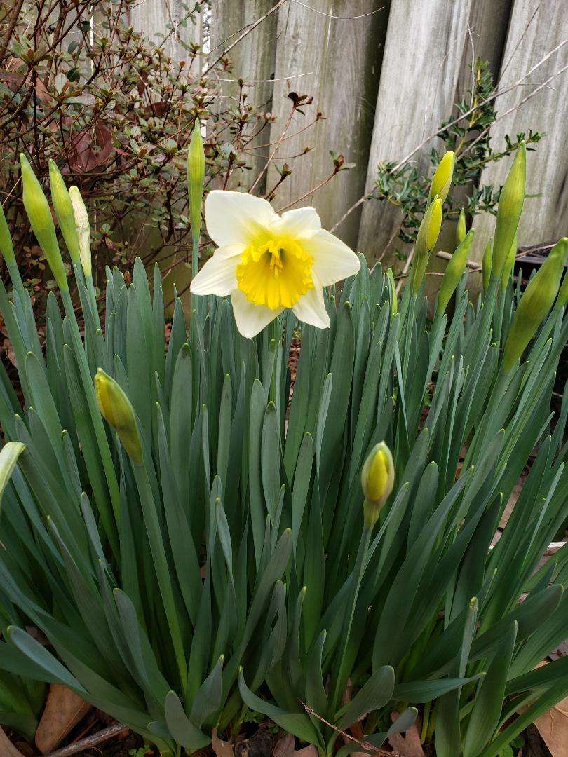 First Bloom Southern Maryland Community Forums