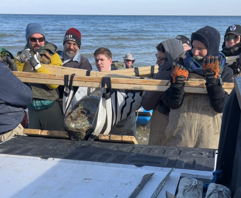 Team lifting skull into truck. Photo courtesy of the Calvert Marine Museum.