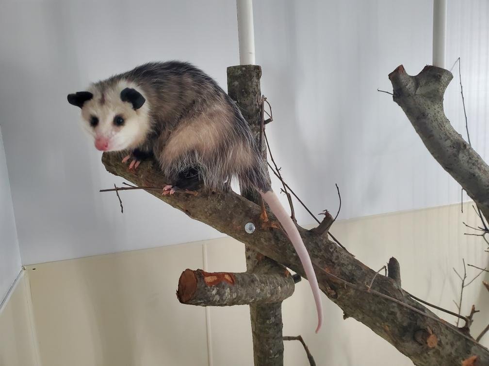 Poppie climbing branches searching for food. Photo courtesy of Calvert Marine Museum.