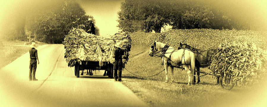 amish-tobacco-harvest-tnbackroadsphotos-16274677.jpg