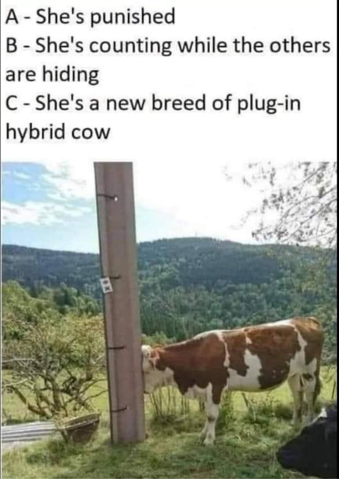 cow.jpg