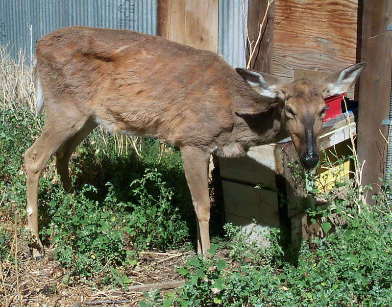 This doe suffers from chronic wasting disease, which impairs the animal’s brain and leaves it increasingly emaciated. The disease is always fatal. (Terry Kreeger/CWD Alliance)