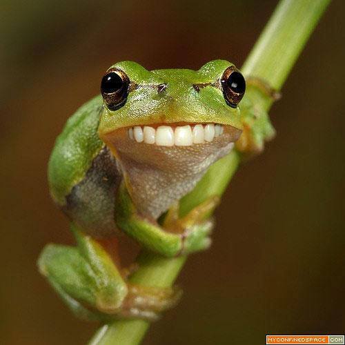 derp frog.jpg