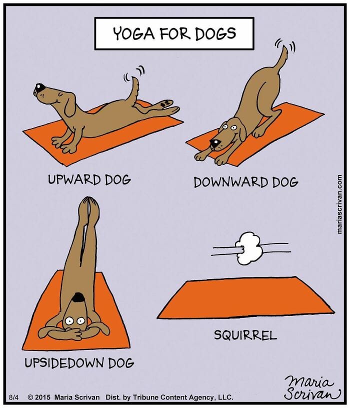 dog yoga.jpg