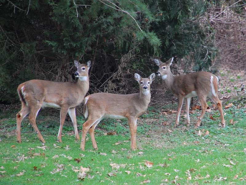 Deer in front yard Southern Maryland Community Forums