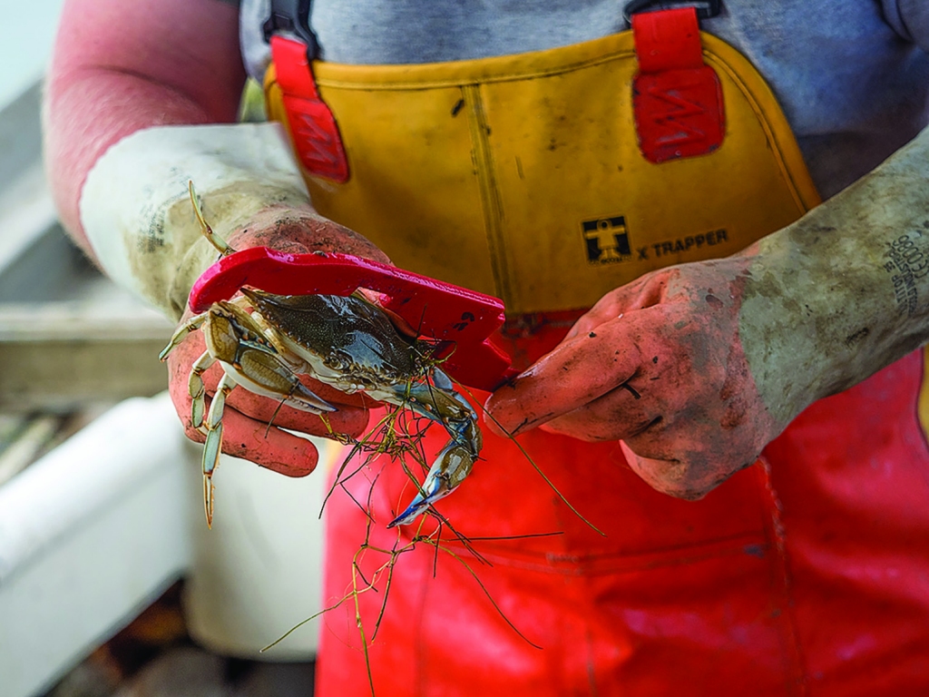 The harvest of blue crabs from the Chesapeake Bay is regulated to limit the catch of female crabs. (Bay Journal photo by Dave Harp)
