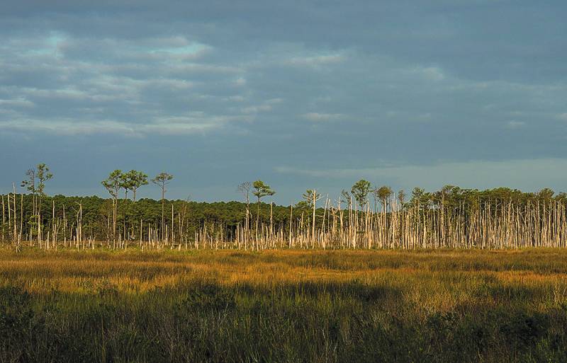 This dying forest near the Little Choptank River on Maryland’s Eastern Shore is the result of sea level rise and saltwater intrusion. (Dave Harp)