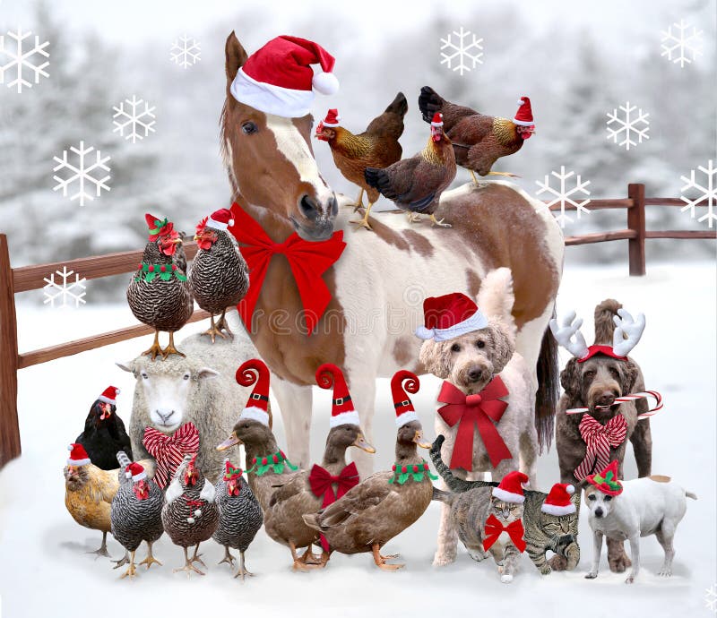farm-animals-pets-standing-together-dressed-christmas-horse-sheep-chickens-ducks-dogs-cats-wea...jpg