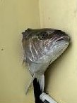fish head.jpg